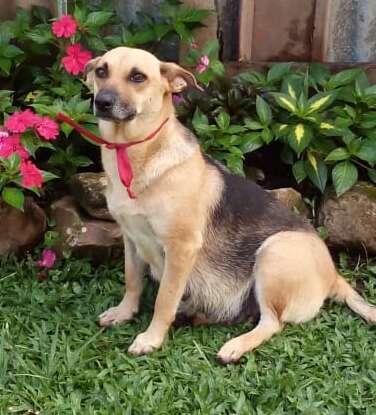 Abandoned pregnant dog in Costa Rica at foster carer's home