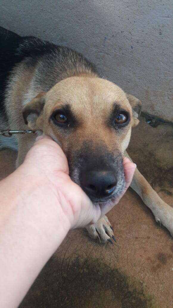 Abandoned pregnant dog in Costa Rica