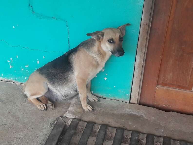 Abandoned pregnant dog in Costa Rica