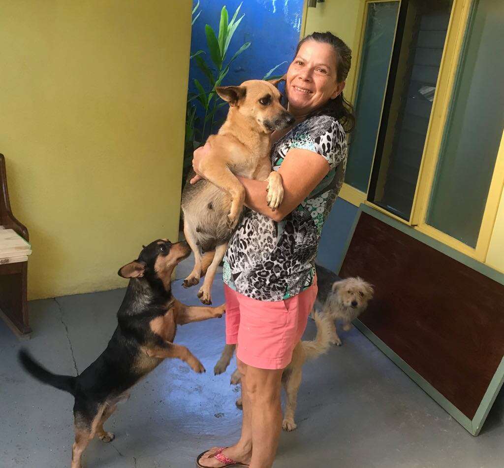 Abandoned pregnant dog in Costa Rica arrives at foster carer's home