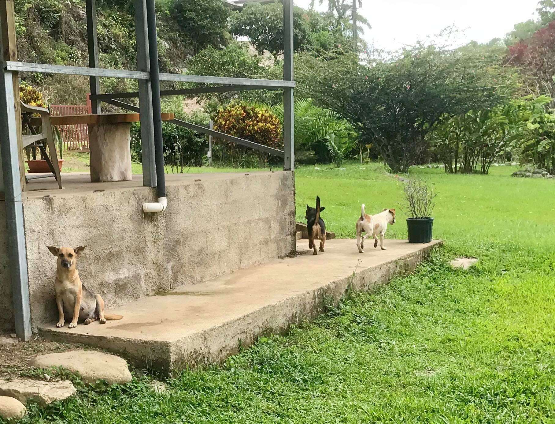 Abandoned pregnant dog in Costa Rica arrives at foster carer's home