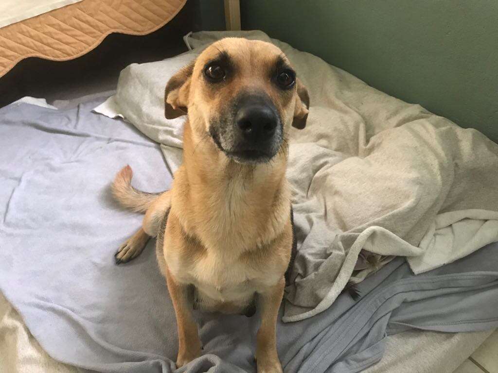 Abandoned pregnant dog in Costa Rica arrives at foster carer's home