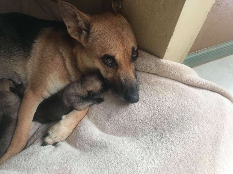 Abandoned dog in Costa Rica at foster carer's home after giving birth