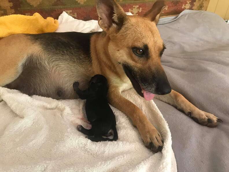 Abandoned dog in Costa Rica at foster carer's home after giving birth