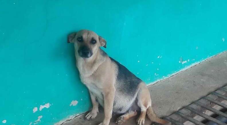 Abandoned pregnant dog in Costa Rica