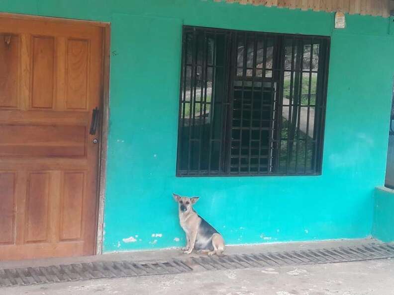 Abandoned pregnant dog in Costa Rica