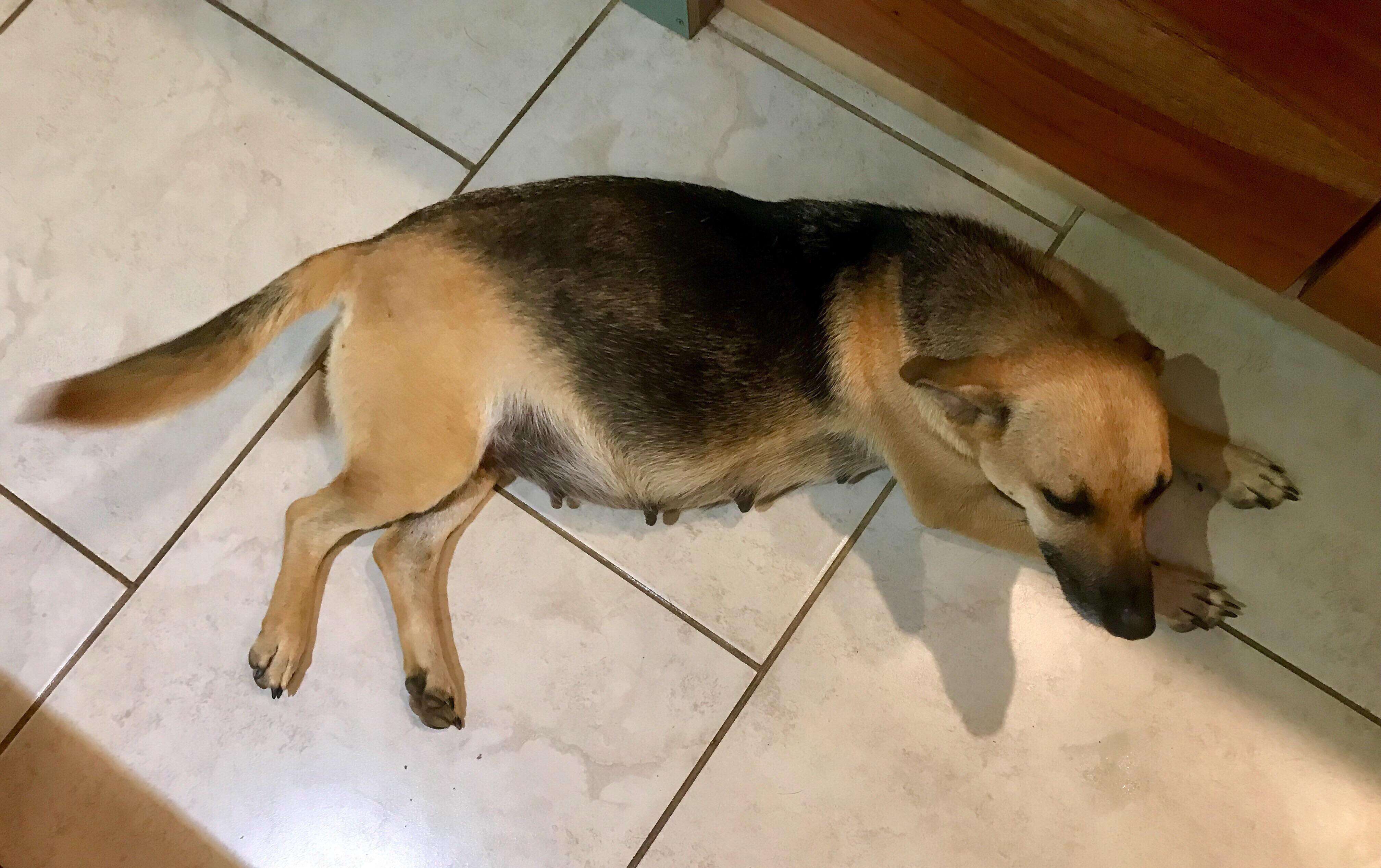 Abandoned pregnant dog in Costa Rica at foster carer's home