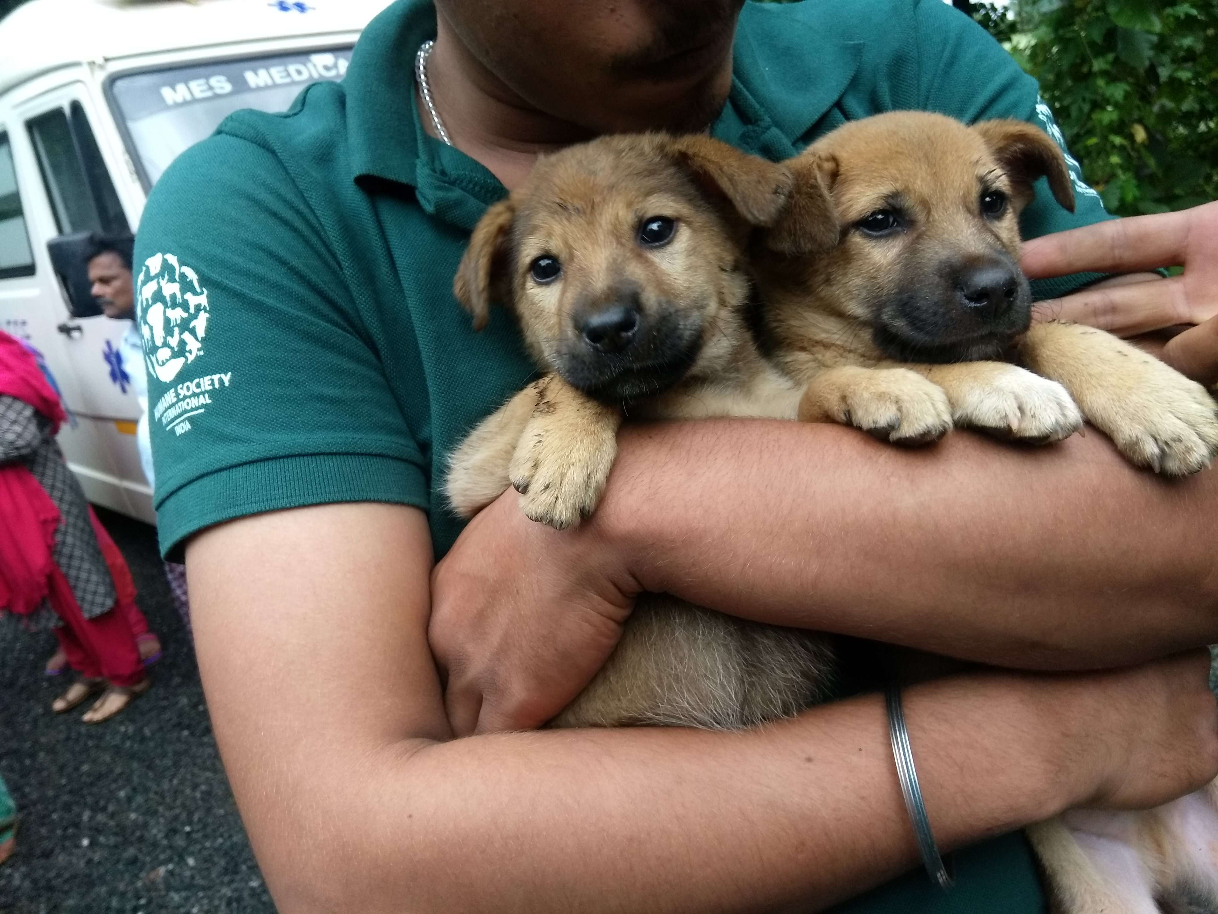 Man holding rescued puppies in his arms