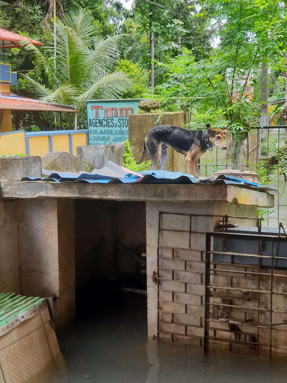 Dog standing on roof of flooded building