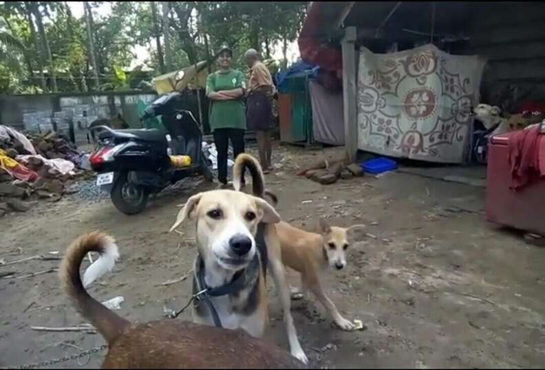Rescuers Work To Save Animals During Monsoon Flood in India - The Dodo Rescuers Work To Save Animals During Monsoon Flood in India - The Dodo
