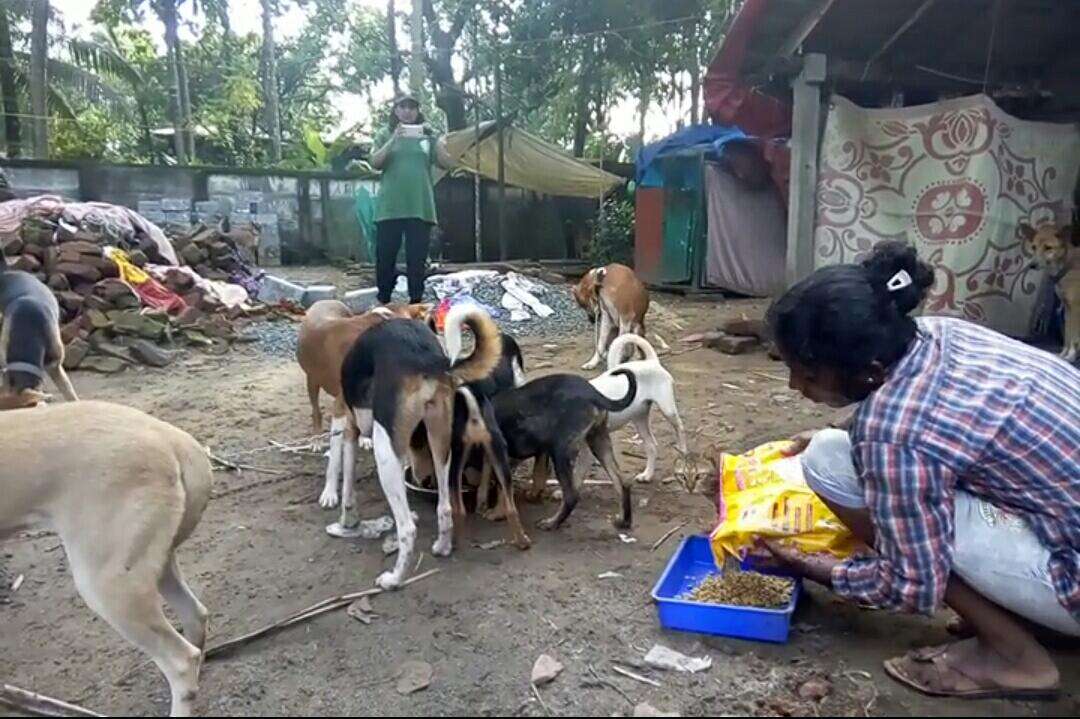 Woman feeding her dogs