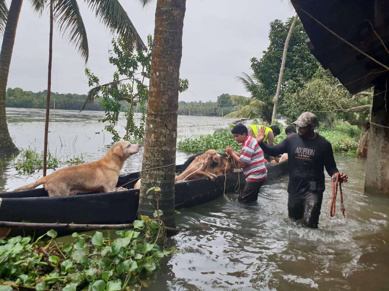 Dogs inside a boat during floods