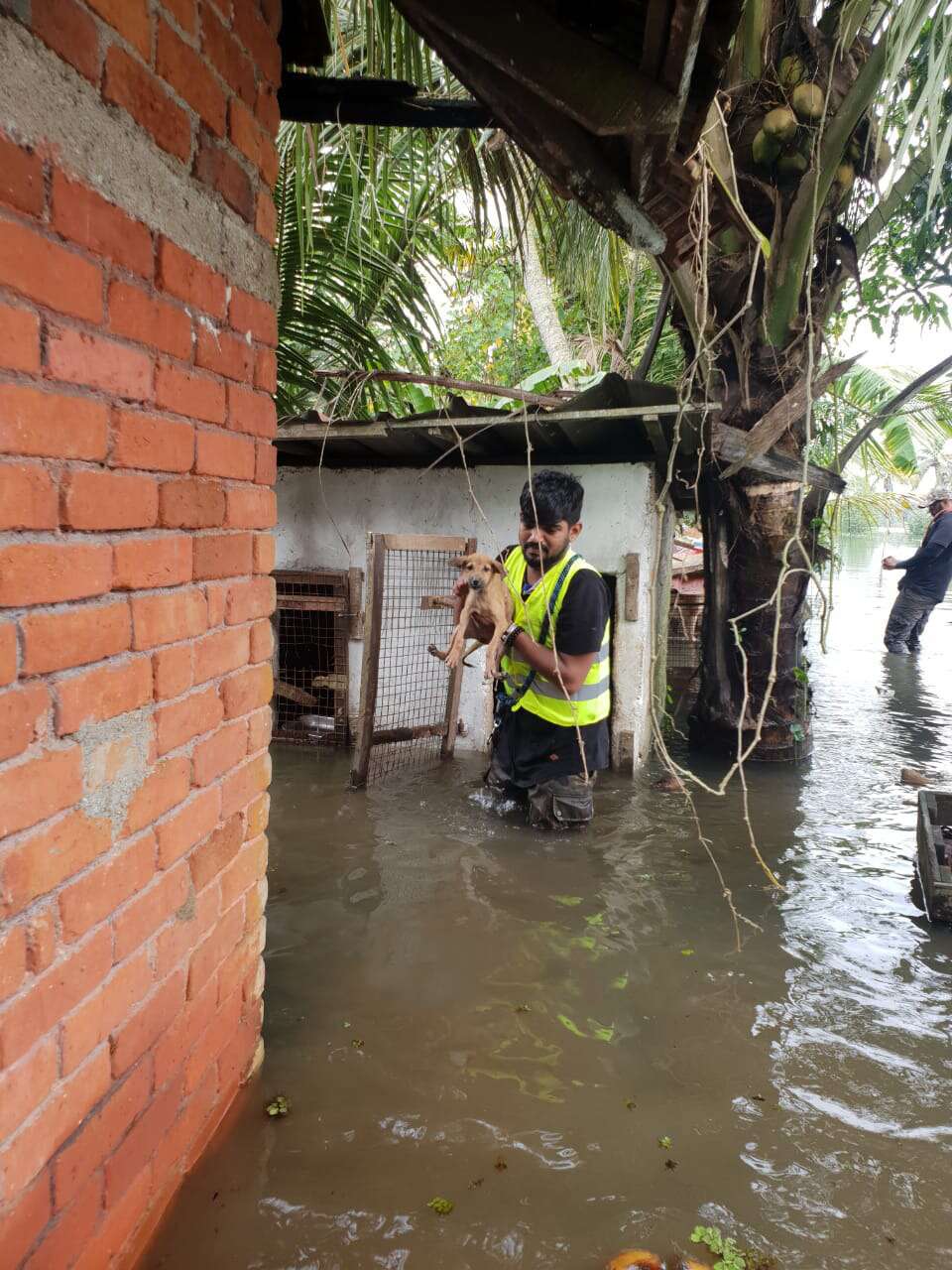 Man saving dog during flood