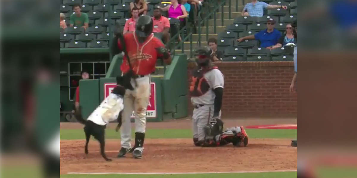 Confused Dog Steals Baseball Bat During Greensboro Grasshoppers Game ...