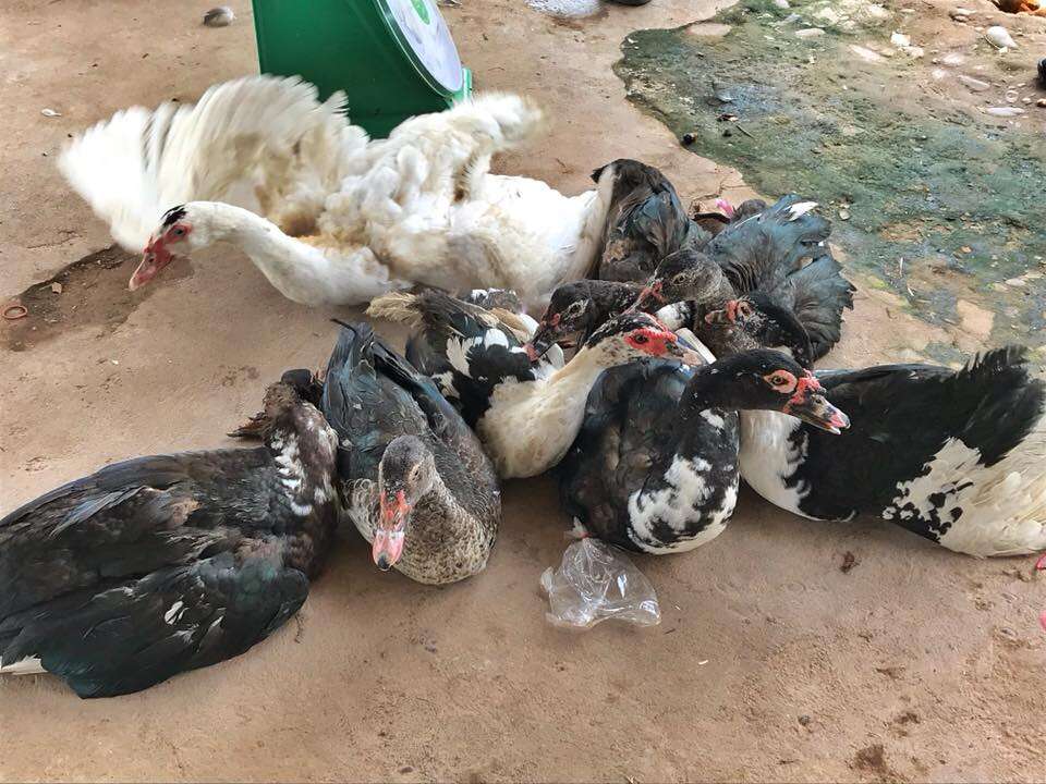 Ducks waiting to be killed for food at market