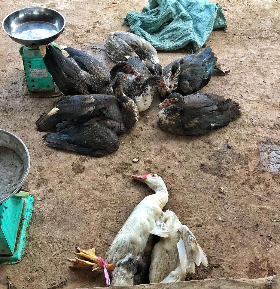 Ducks lying on ground at market