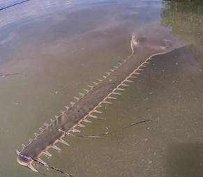 The snout and teeth of a smalltooth sawfish