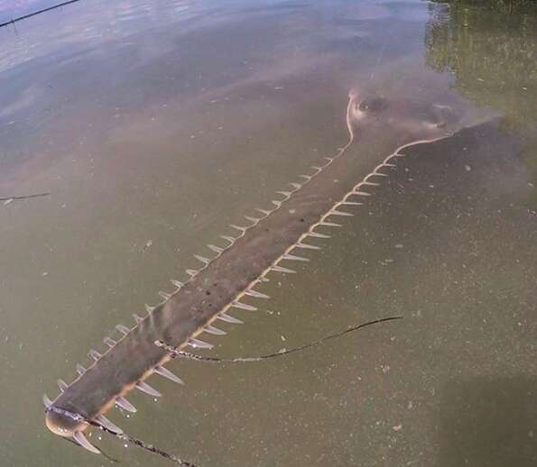 The snout and teeth of a smalltooth sawfish