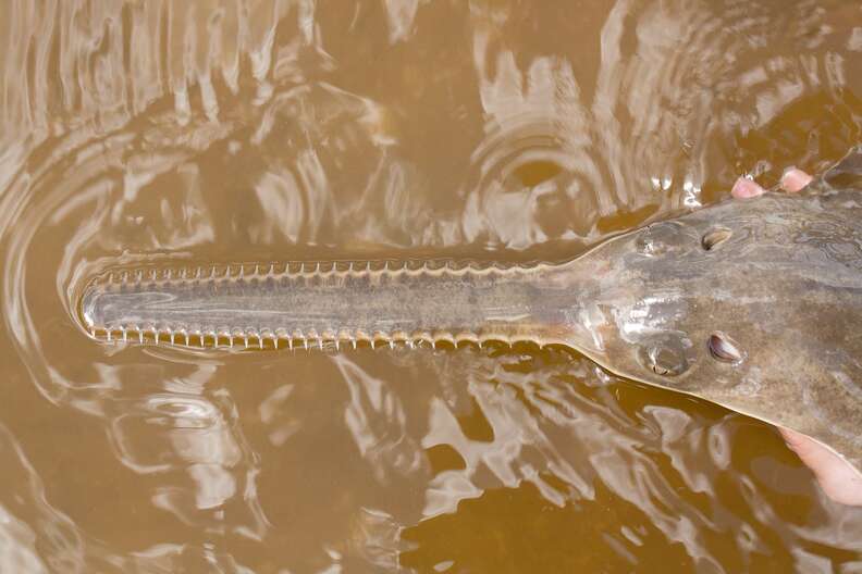 an endangered smalltooth sawfish in Florida