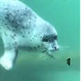 This Seal Met A Butterfly — And Her Reaction Was Totally Priceless