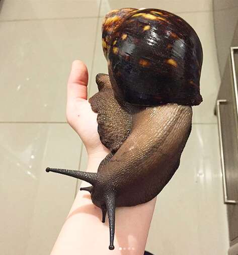 snail giant africa