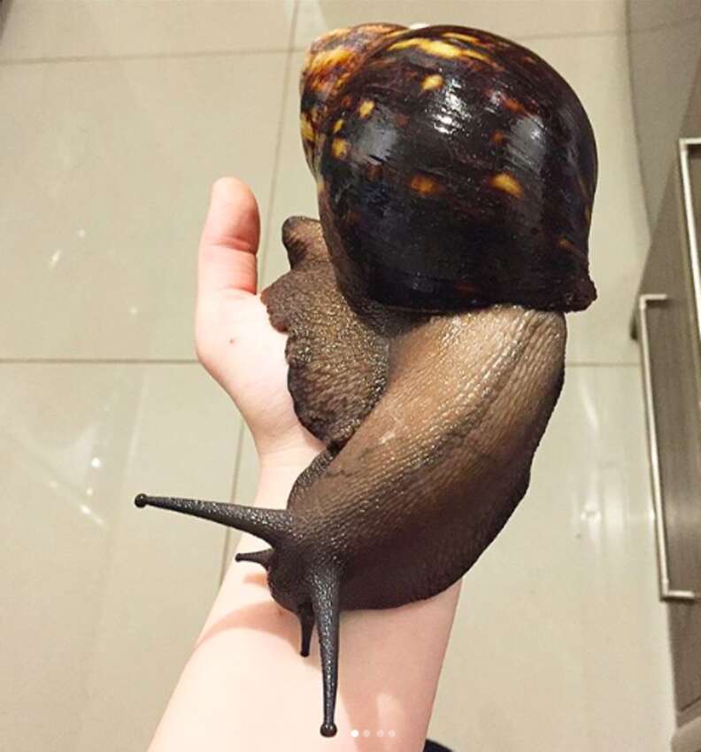 giant snail pet