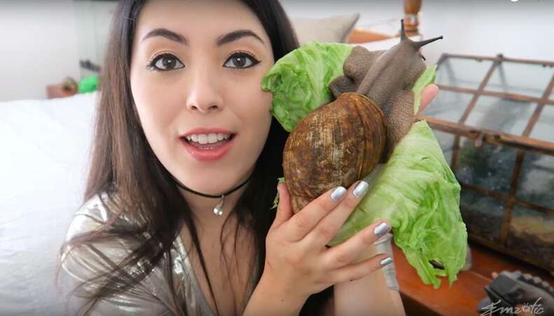 giant land snail
