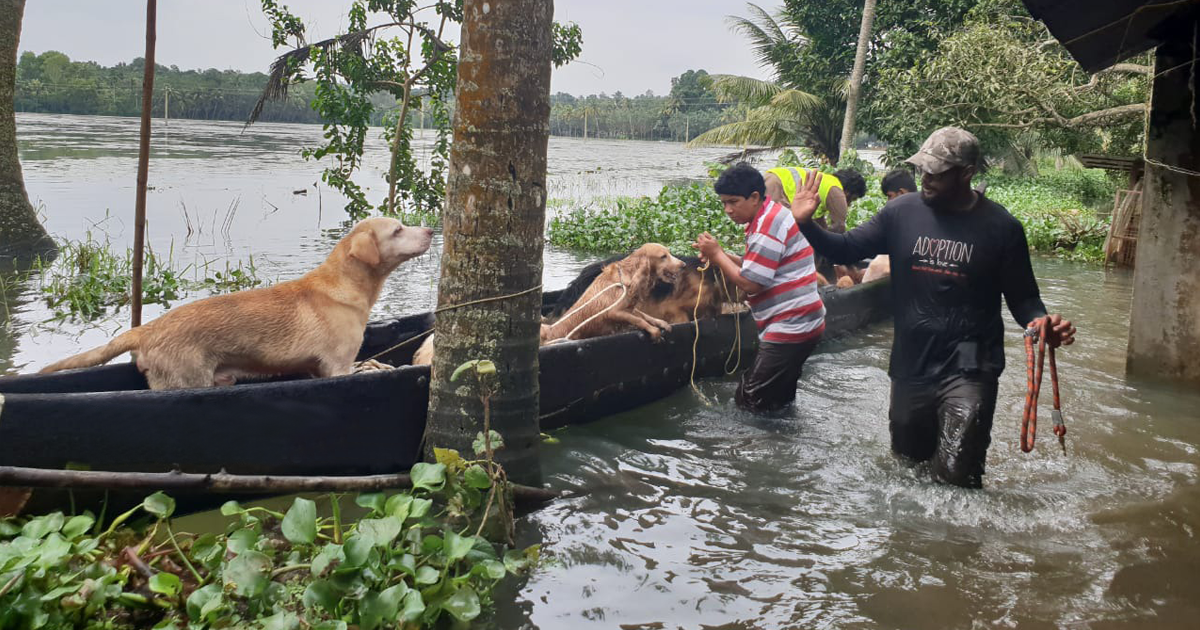 Rescuers Work To Save Animals During Monsoon Flood in India - The Dodo
