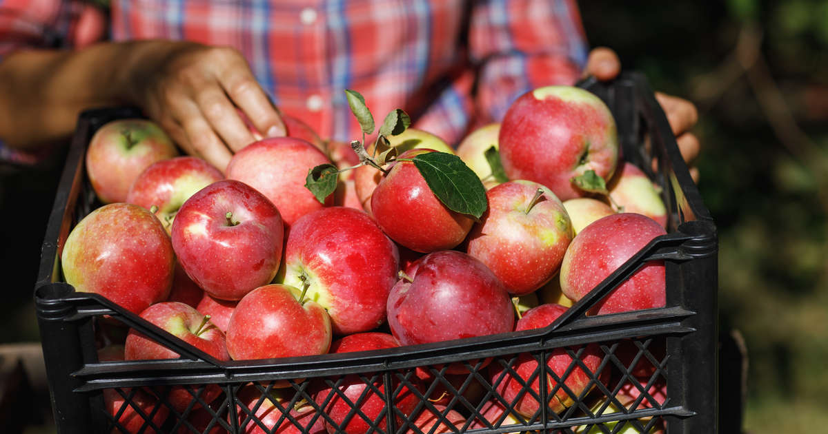 Best Apple Picking Near Boston: Places To Go Apple Picking This Fall ...