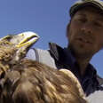 Eagle Is So Graceful When He Flies Away After Rescue