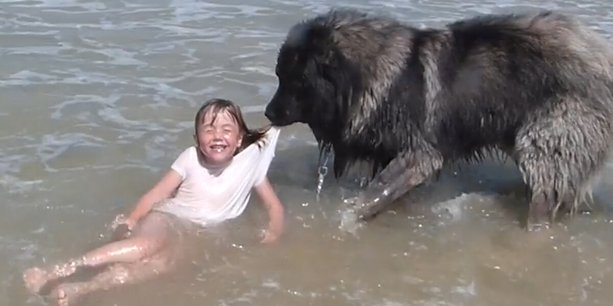 Dog 'Saves' His Little Girl From The Ocean - Videos - The Dodo