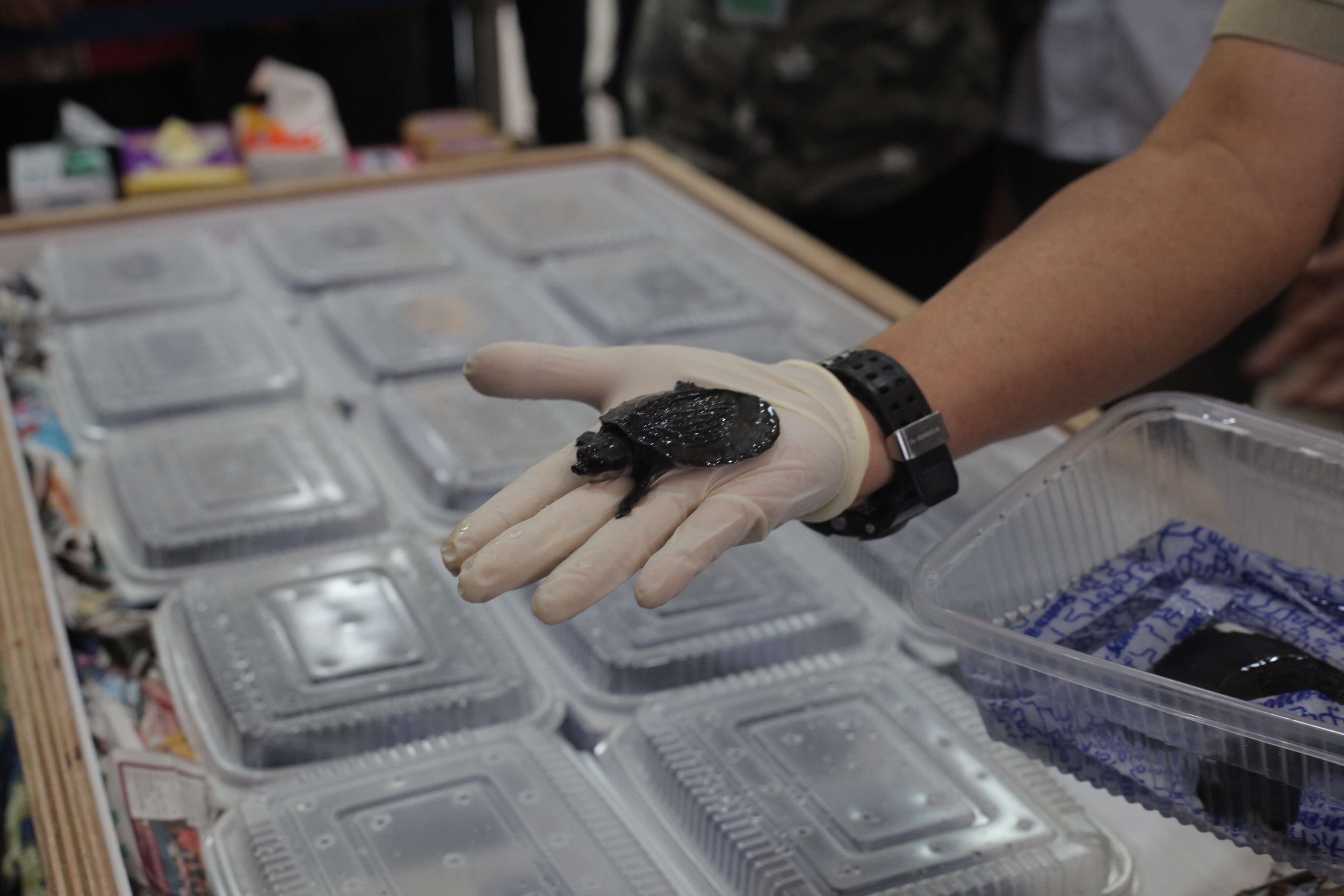 Pig-nosed turtles saved from smugglers in Hong Kong