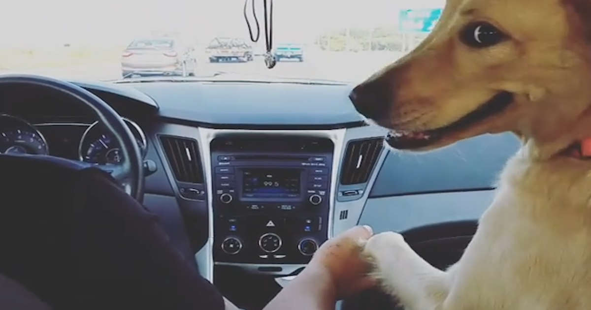 Dog Grabs Dad’s Hand When They’re In The Car Together Videos The Dodo