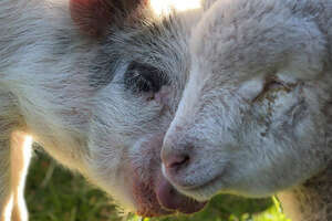 Blind Lamb Follows His Pig Best Friend Everywhere