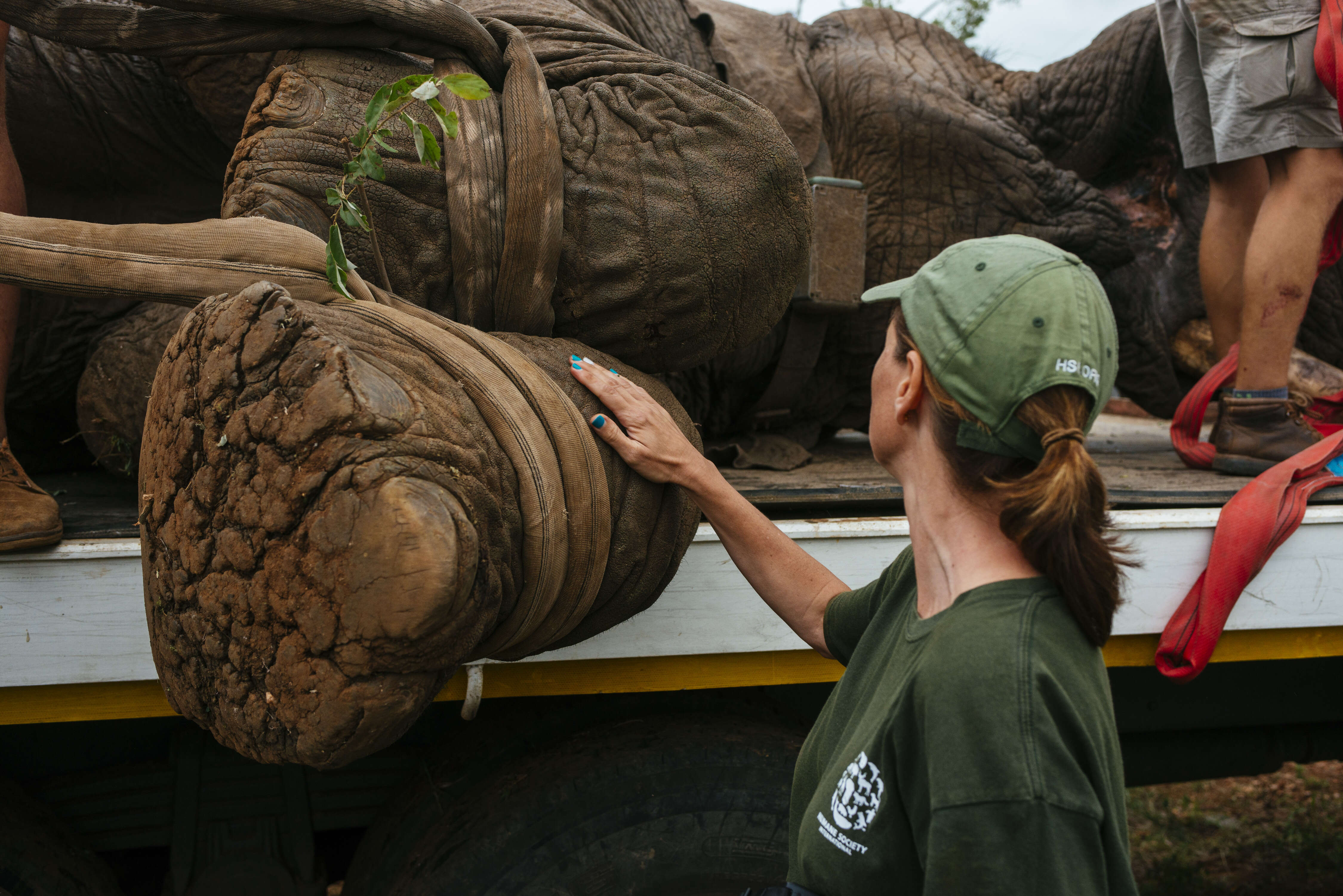 Elephant being relocated by rescue team