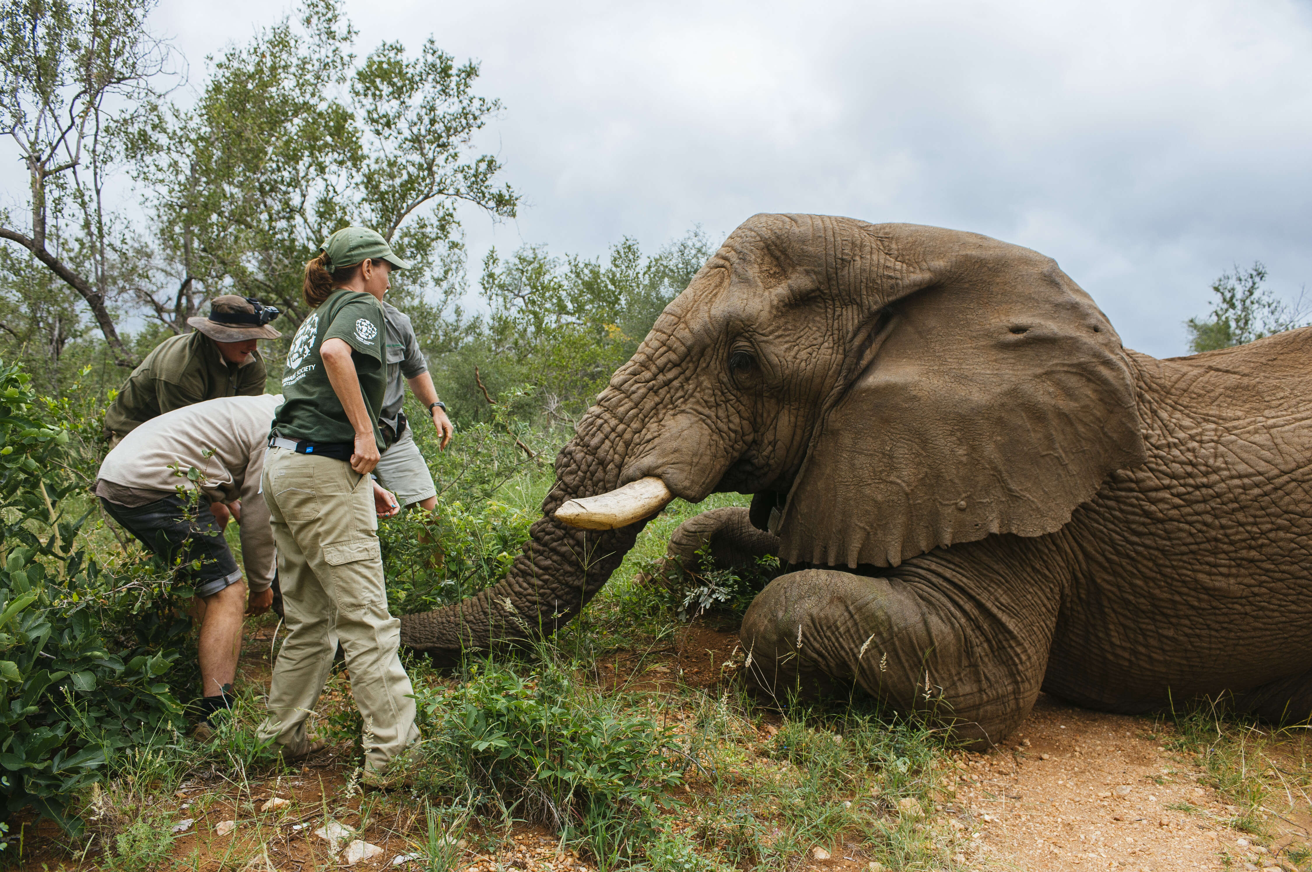 Rescuers with wild elephant