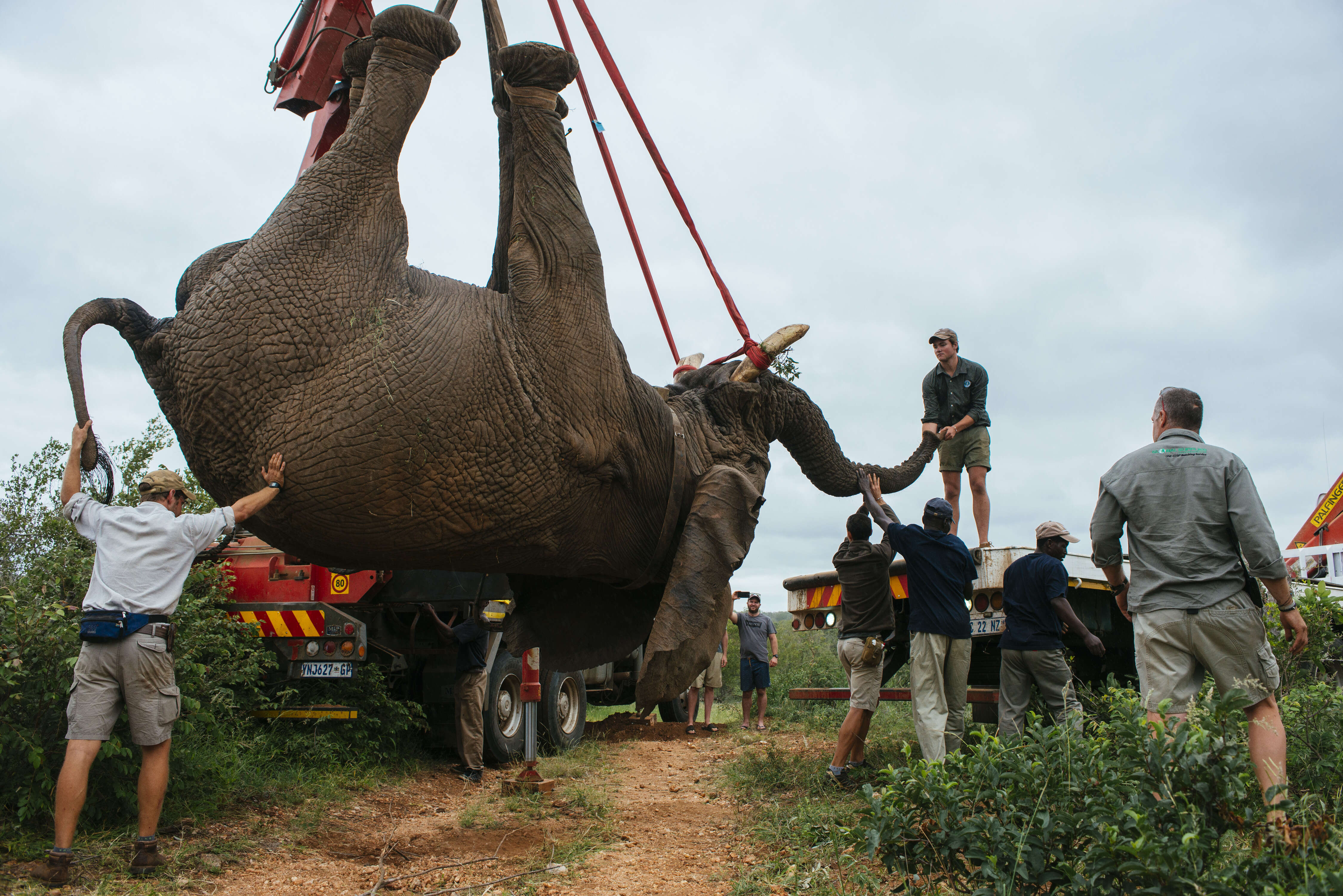 Elephant being relocated