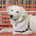 This Library Dog's About To Get A Promotion