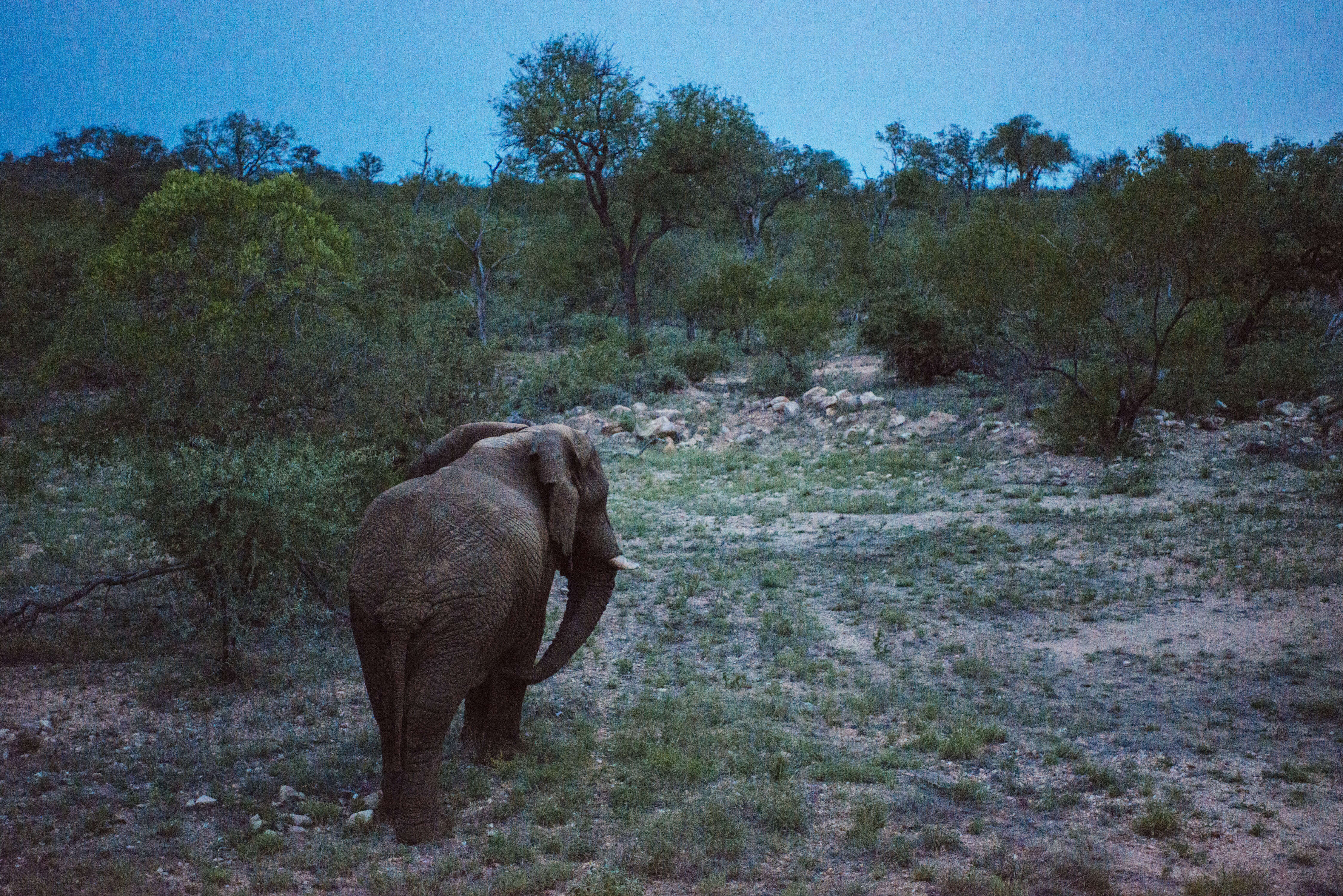 Elephant standing in the African savannah