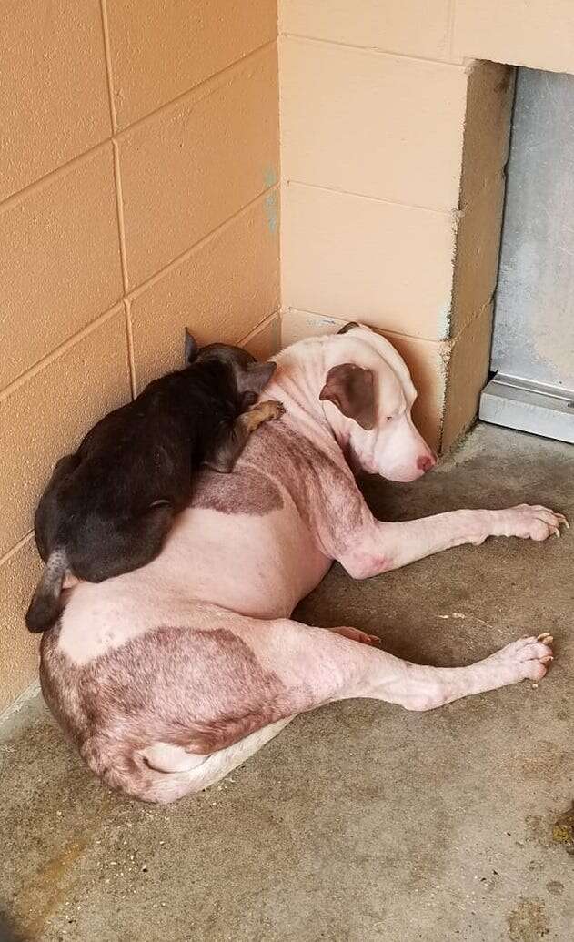 A miniature pinscher sleeps on top of a bully mix