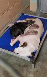 Charity and Suzy Q sleep together