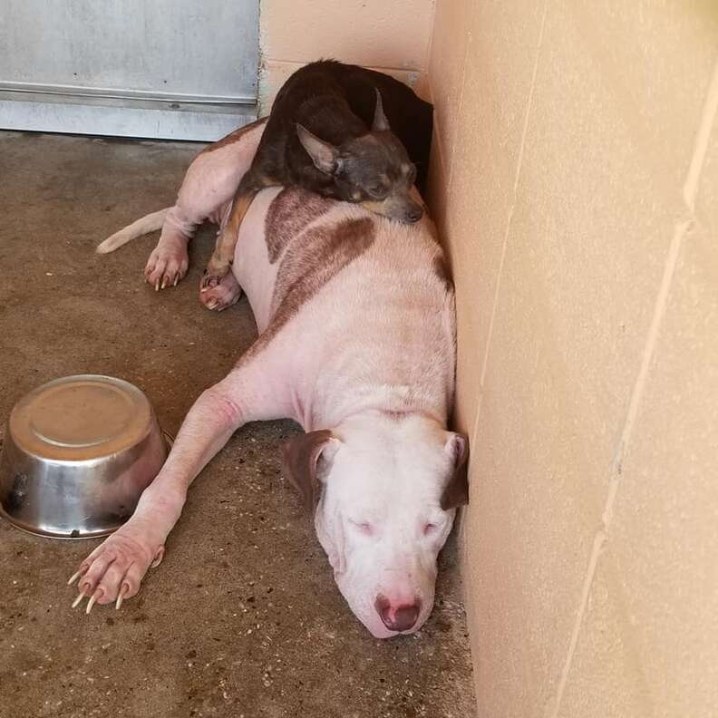 Bonded dogs sleep together at animal shelter