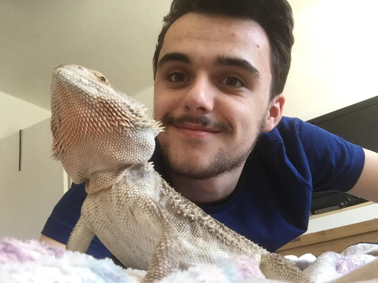 This Bearded Dragon Is Obsessed With Blankets The Dodo