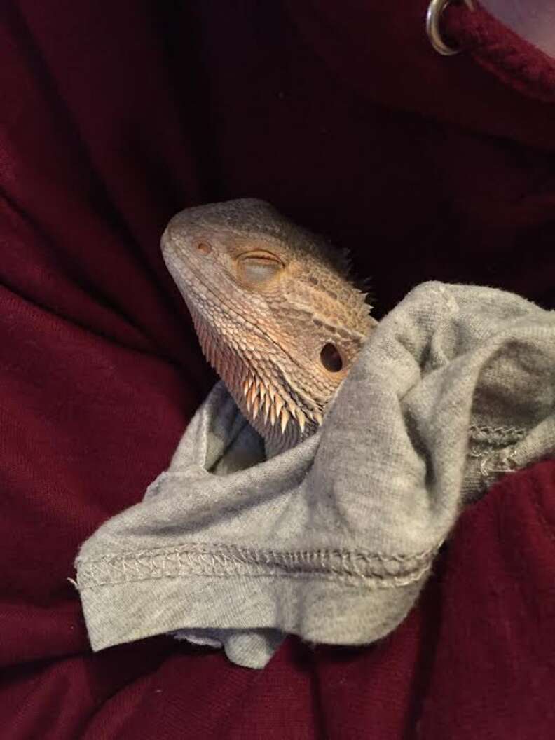 This Bearded Dragon Is Obsessed With Blankets The Dodo