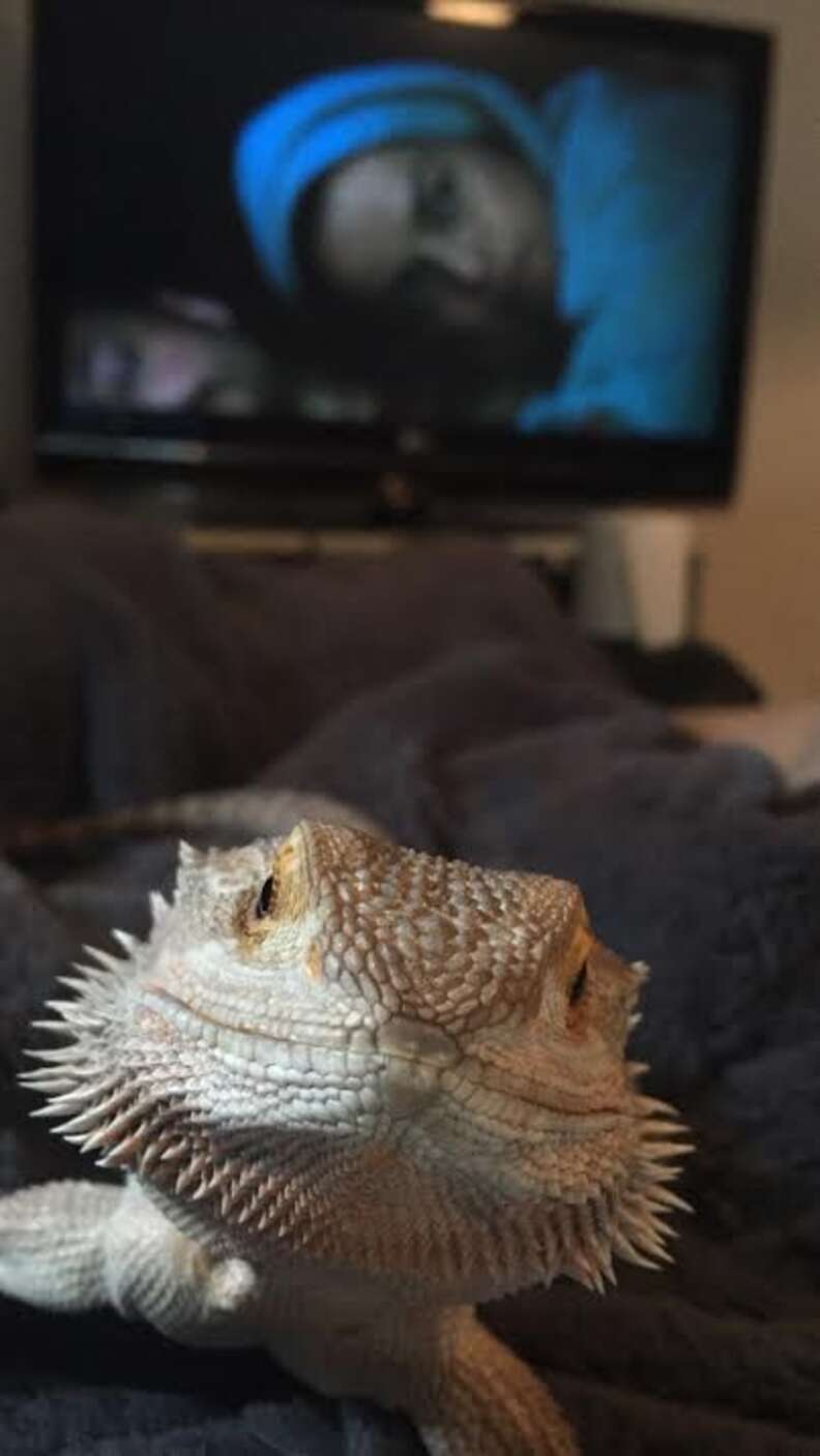 Cuddly bearded deals dragon