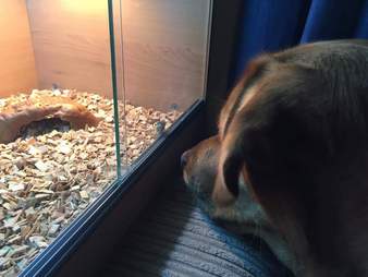 bearded dragon