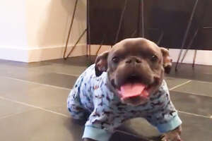 Pit Bull With Dwarfism Finds The Perfect Dad 