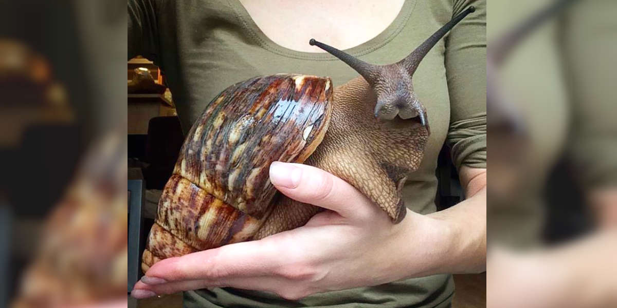 These Giant Snails Are As Big As Your Face - The Dodo