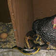 Woman Is Surprised To Find A Snake Snuggling With Her Family's Chicken