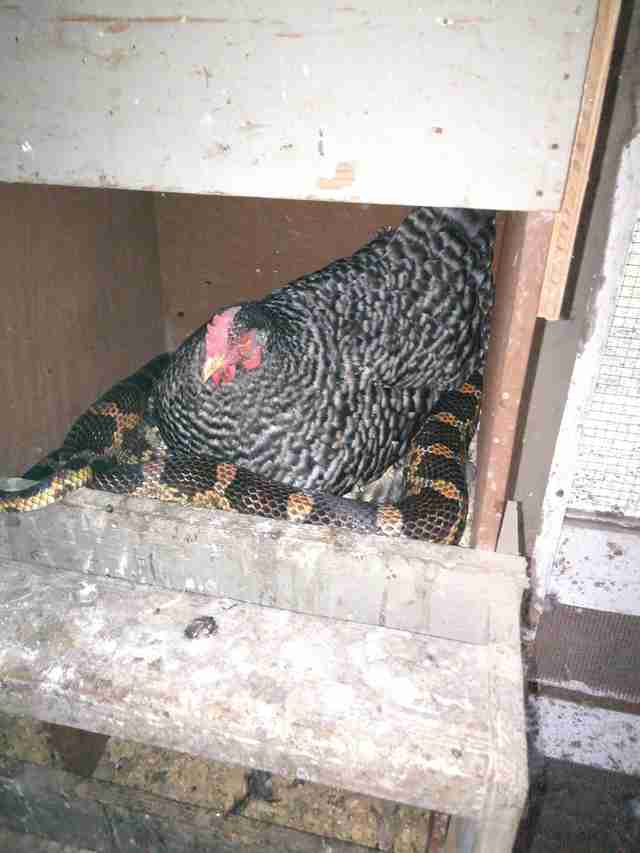 Woman Finds Snake Snuggling With Her Chicken The Dodo